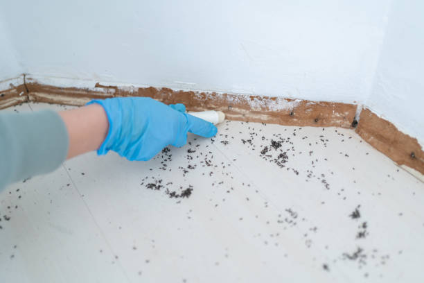 Best Pest Exclusion Services  in Hollis, OK